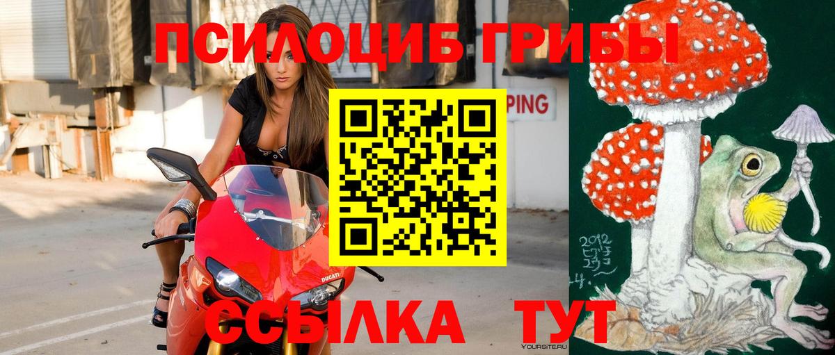 Псилоцибиновые грибы Psilocybe Смоленск