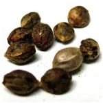 Семена марихуаны АК-47  (Seeds AK-47) в Смоленске